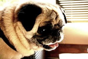 George the Pug_5