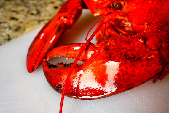 Lobster_2
